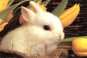 come allevare un coniglio nano