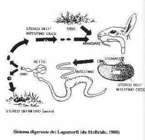 Schema della digestione del fieno